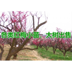 基地大量批发红梅小苗 绍兴红梅苗直供