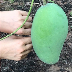 一件代发新鲜水果代理价格 越南进口大青芒果 8斤芒果