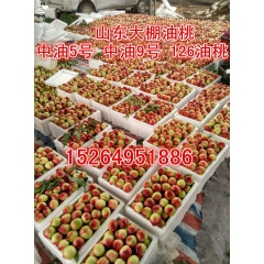 山东大棚油桃上市直销