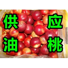 山东油桃价格行情