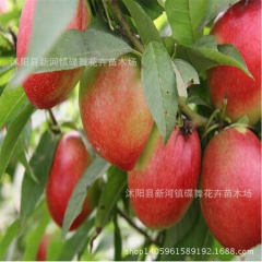 基地出售新品种 油桃 嫁接油桃 口感酥脆 风味甜 丰产