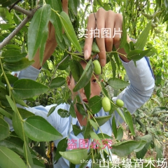 枣树苗 果树苗木 日本大蜜枣  新品种盆栽枣树苗
