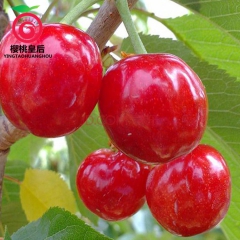 2016预售新鲜红灯大樱桃 绿色有机水果批发 烟台大樱桃 产...