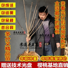 樱桃树苗 车厘子树苗脱毒 矮化 乌克兰大樱桃 南方 北方当年...