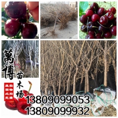 批发：果树苗，樱桃，樱桃苗，樱桃树苗，当年结果，3公分粗！