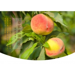 新鲜 黄桃 农家天然种植香甜桃子 水果