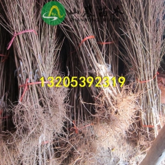 嫁接桃树苗锦绣黄桃 庭院盆栽树苗 基地批发 质优价廉欢迎订购