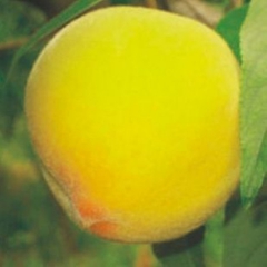 桃树苗 果树 苗 树 庭院植物 新品种--锦绣黄桃 盆栽庭院...