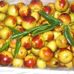 大荔县供应沾冬枣陕西大荔优质冬枣基地产地