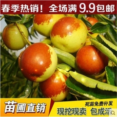 特价批发 庭院果树苗 台湾青枣 枣树树苗 枣树苗盆栽