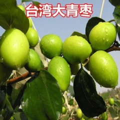 庭院优良果树新品种 苹果枣树苗 台湾大青枣 牛奶蜜枣 当年结...