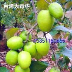 盆栽庭院地栽果树苗 枣树苗 嫁接苗 台湾大青枣 6年大庙