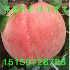 果树苗批发丽江雪桃树苗又名仙桃 寿桃 果大汁多肉厚脆甜 水蜜...