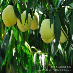 肉质细嫩肥城桃子 基地直销中华寿桃  6个装礼盒水蜜桃