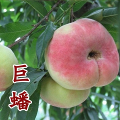 山东 嫁接 巨蟠桃树苗 蟠桃 水蜜桃 早晚熟 南方北方种植 ...