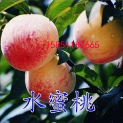 基地出售 嫁接果树苗 蟠桃 水蜜桃 黄桃树苗盆栽 早熟味道极...