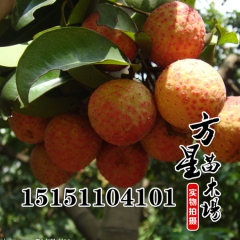 供应荔枝树苗 无核荔枝 妃子笑荔枝 荔枝树苗批发 可盆栽