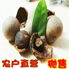 桂圆干 桂圆 4A桂圆 厂家直销 肉厚清甜皮薄