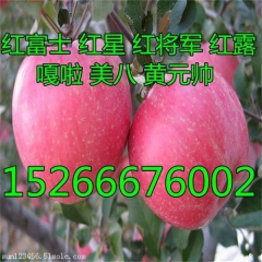 今日红嘎啦苹果新价格