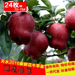 甘肃特产 天水花牛苹果 新鲜水果 甜脆多汁  水果一件代发 ...