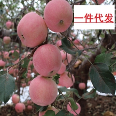 新鲜75#红富士苹果  5斤装 山东沂蒙山红富士苹果