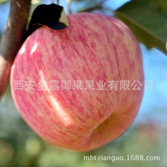 陕西洛川红富士苹果新鲜水果苹果包邮现摘现发一件代发批发