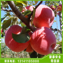 苹果 批发果园天然早熟香甜饱满多汁水果 箱包装特产绿色新鲜苹...