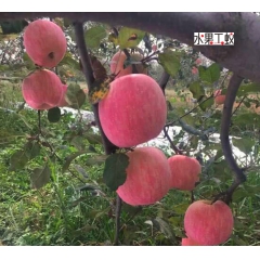 陕西洛川红富士苹果新鲜水果原生态脆甜爽口有机苹果10斤24装