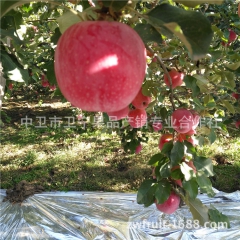 新鲜水果 宁夏苹果 红富士苹果 精品热销 水果批发 鲜果12...