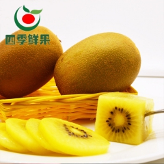 现摘有机黄心猕猴桃 大果新鲜香甜黄金果肉奇异果批发微商代理