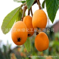供应优质果树树苗 大五星枇杷苗 结果多 枇杷苗木 大果 量大...