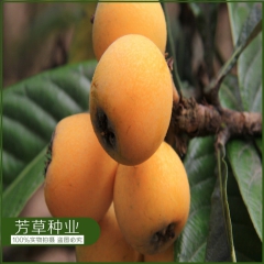 枇杷苗直销 枇杷苗木 大五星枇杷树苗 南方果树苗 现货 优质...