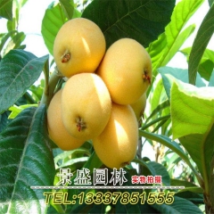 批发枇杷苗直销 枇杷苗木 枇杷树苗 枇杷树批发 易管理