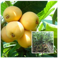 庭院植物 果树苗 枇杷树苗之王 贵妃白肉枇杷苗果特大 风味浓...