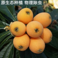云南蒙自市枇杷代理价《1》长虹枇杷小果3斤58 5斤86暂时...