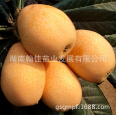 果树苗木 枇杷果苗 风味独特 成活率高 长虹三号枇杷苗