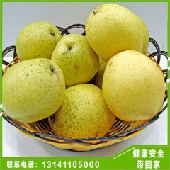 新鲜雪花梨新鲜水果 无公害农产品果园现摘现发甜脆多汁新鲜雪梨