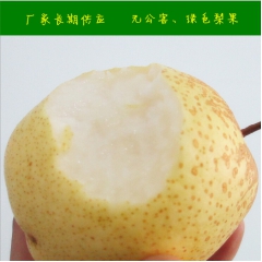 厂家 多年长期供应 河北赵县雪花梨 现摘水果批发 润肺止咳雪...