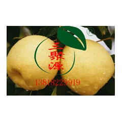 厂家直销雪梨 新鲜雪梨 三源果品有机雪花梨