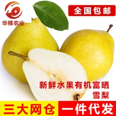 新鲜水果有机富晒雪梨 无农残水果果农直供批发 薄肉厚口感汁梨