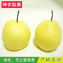生产供应 河北赵县45型优质雪花梨 精品大个雪梨 特产简装雪...