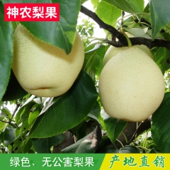 现货销售 河北60型一级赵县雪花梨 特产大个黄雪梨 原生态雪...
