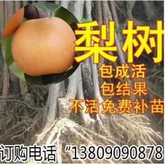 早生喜水梨苗 果树苗 酥脆多汁六月酥 早熟六月雪梨 果树基地