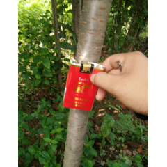 山东峻毅苗木出售优质占地用山楂树