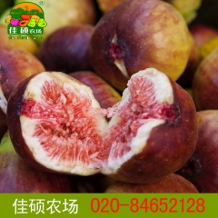 波姬红无花果 新鲜时令水果 红皮  大量批发 广州合作社自产...