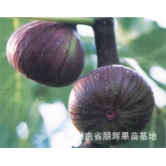 湖南果树苗批发 无花果树苗木 夏秋两次结果 天蓝无花果 无花...