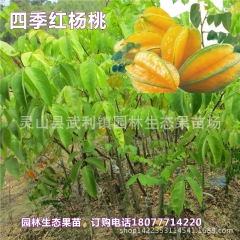 果树苗 杨桃苗 马来西亚四季红杨桃 杨桃树苗 果苗 地栽盆