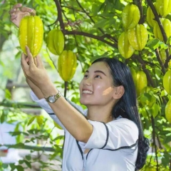 新鲜水果杨桃孕妇宝宝生鲜热带水果自家果园现摘现杨桃