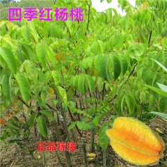 果苗 果树苗 杨桃苗 四季红杨桃 种植当年结果