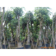 供应杨桃  芒果盆景绿化果树